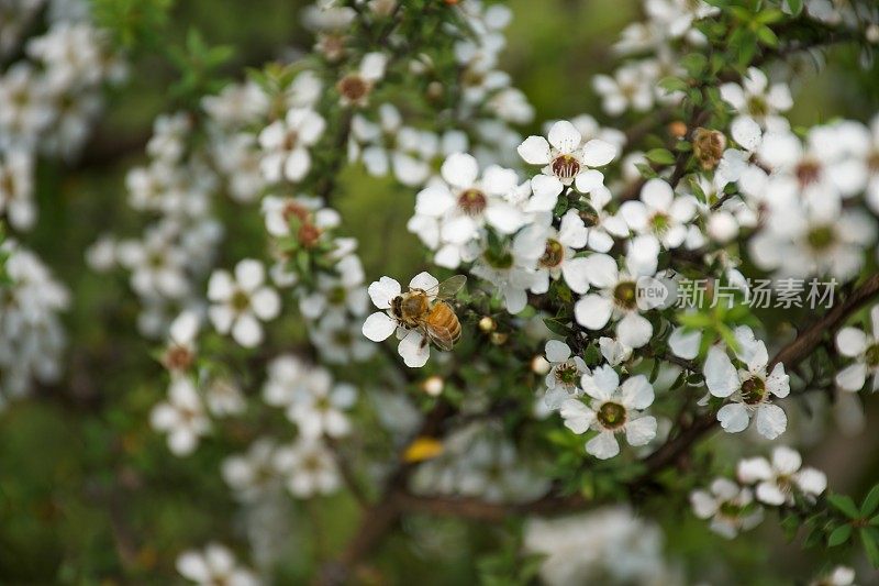 麦卢卡蜜蜂(Leptospermum scoparium)